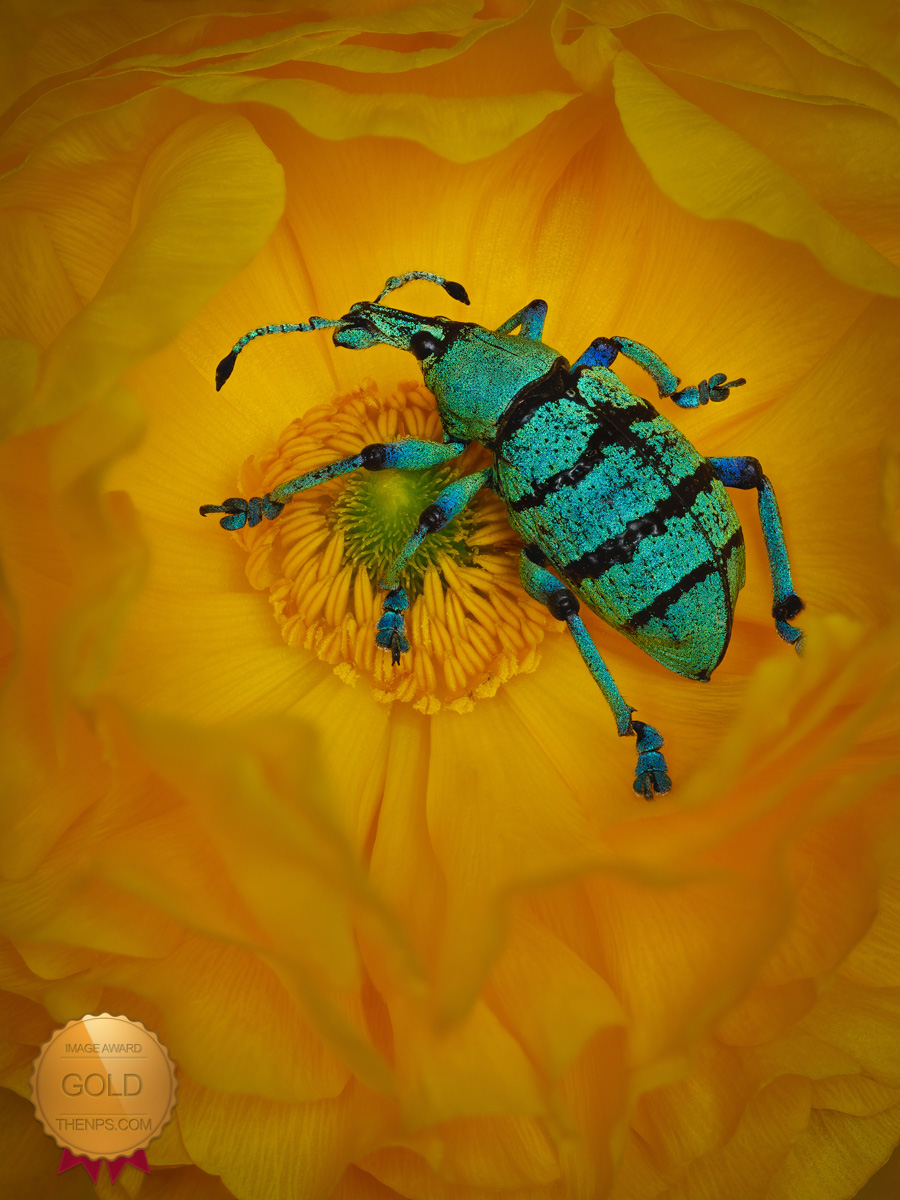 Gold Award winning photograph by Angi Wallace