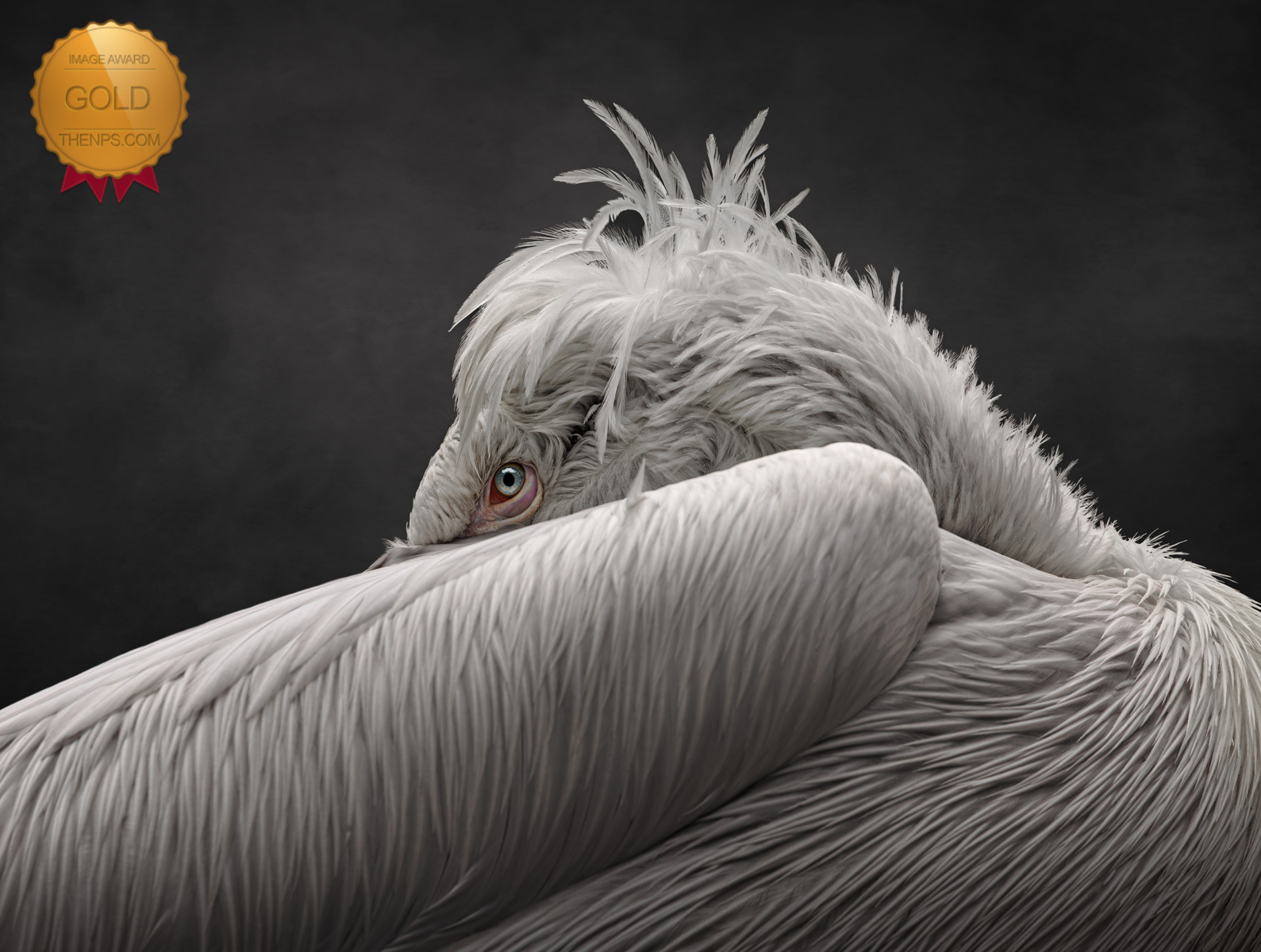Gold Award winning photograph by Jo Tresidder